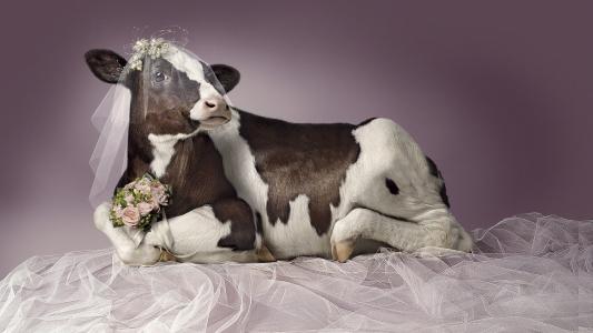 牛在新娘的角色