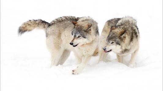 两只饥饿的狼在雪地上