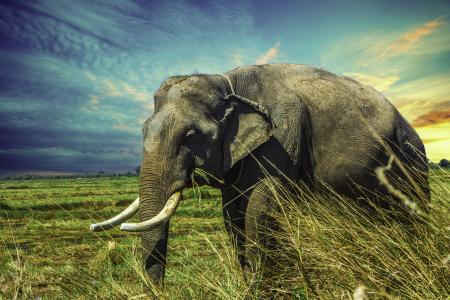 一只大灰色的大象在蓝天下的绿草地上行走