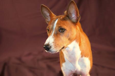 美丽的狗品种Basenji构成在深紫红色背景上