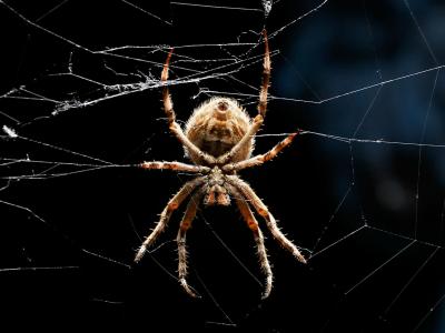 蜘蛛编织它的网
