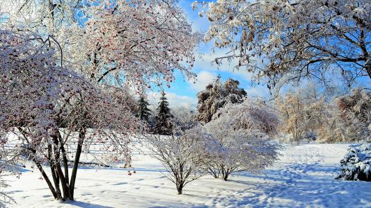 在冬天的树林里覆盖着白色的树冰美丽的树木