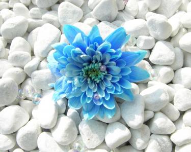 在石头上的蓝色花