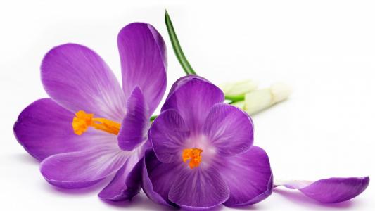 两朵紫色的花朵