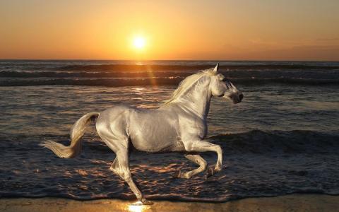 在海滩上的白马