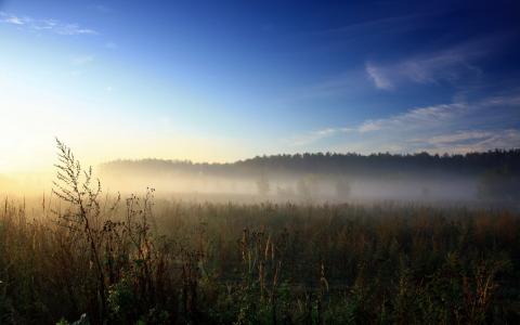 晨雾在田野上