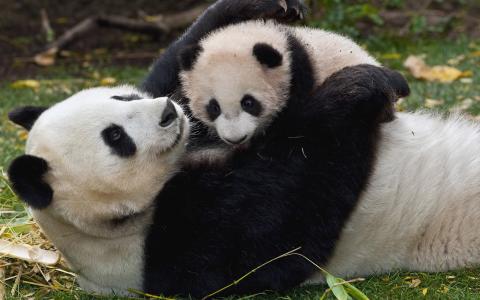 熊猫和宝贝