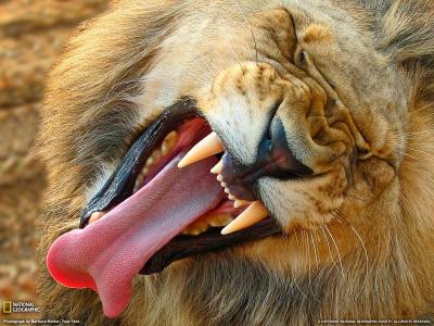 狮子展示了他的牙齿
