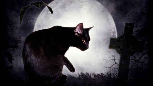 黑猫和月亮