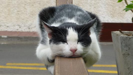 猫在围栏上睡觉