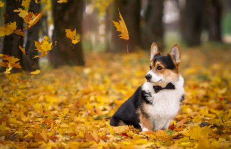 威尔士柯基犬品种的一只伤心的狗在秋天坐在黄色的落叶上