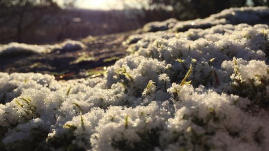 春天的新芽穿过雪地