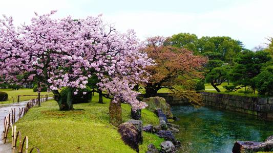 由池塘的大开花的春天樱花树