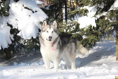 美丽的阿拉斯加雪橇犬站在雪堆里