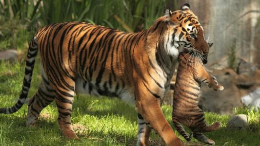 母老虎在她的牙齿里握着一只老虎