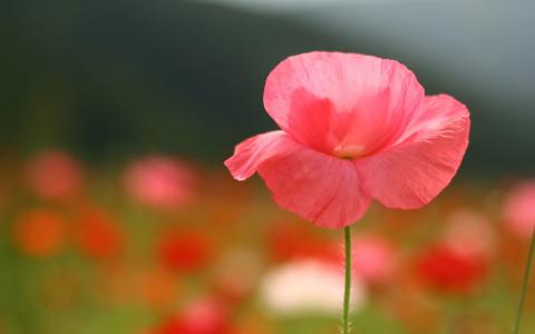 精致的粉红色花瓣