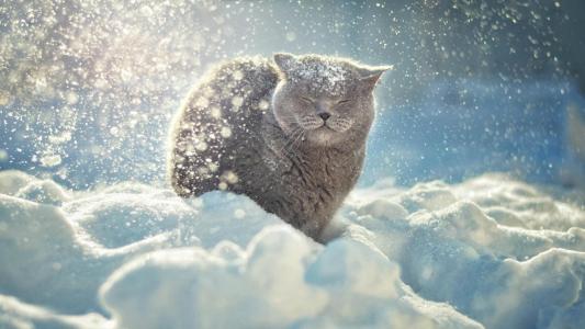 雪落在猫的头上