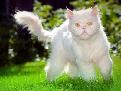 在草地上不满蓬松的白色猫