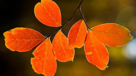 在叶子上的秋天颜色