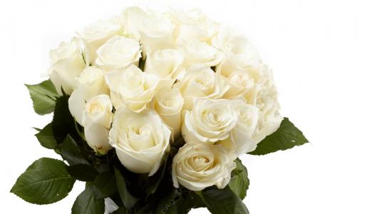 3月8日，一束作为礼物的白玫瑰