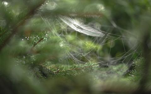 Web在森林里