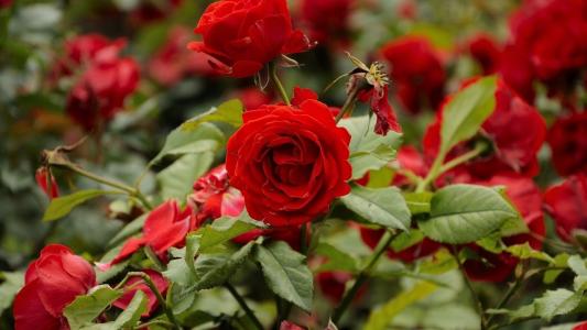 红玫瑰在花园里开花