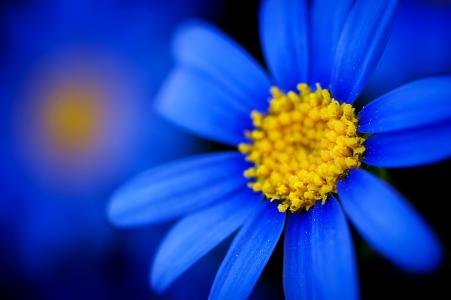 与一个黄色核心的蓝色雏菊
