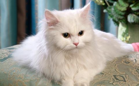 一只漂亮的白色猫正躺在沙发上