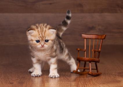 在玩具木椅子旁边的一只小小猫
