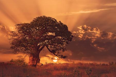 巨大的猴面包树在日落在非洲