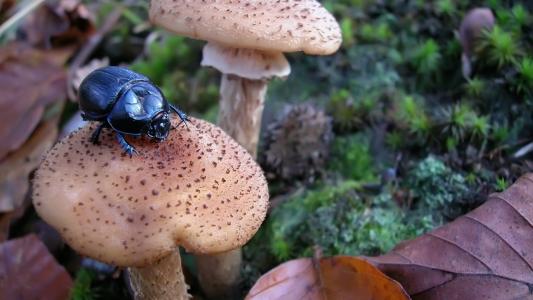 甲虫坐在蘑菇上