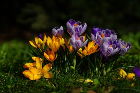 黄色和紫色的番红花花