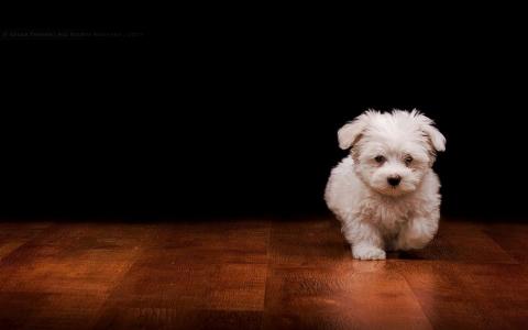 白色毛茸茸的小狗在地板上