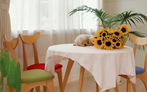 小狗睡在桌子上