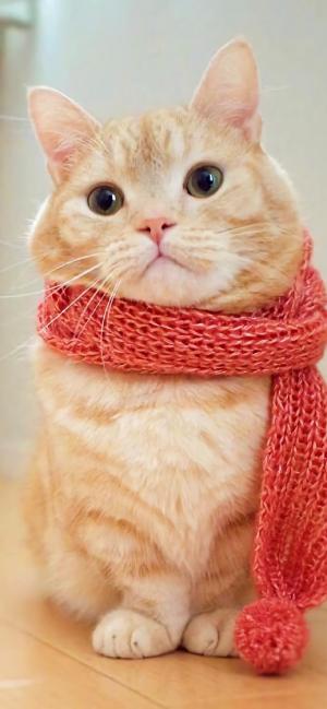 带围巾的可爱小猫