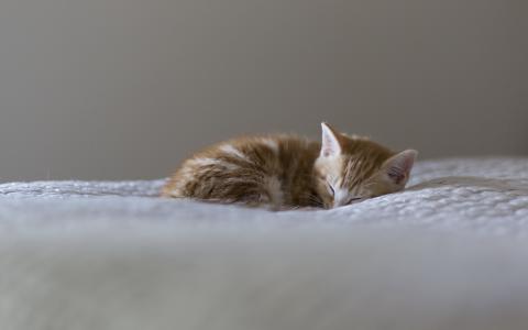 一只小英俊的红猫见第十个梦