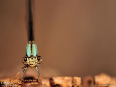 蜻蜓的眼睛