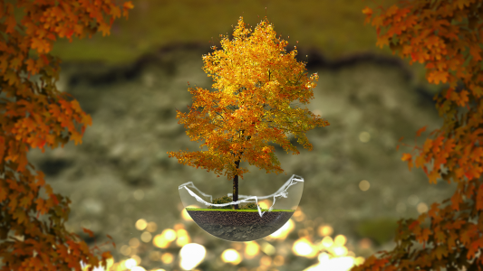 秋天盆景树