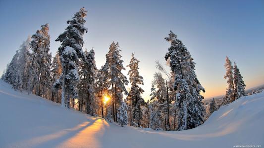 在大雪下的树木在冬季森林里