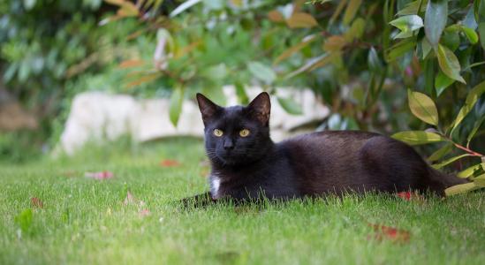黑猫躺在绿草地上