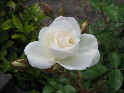 白玫瑰和芽