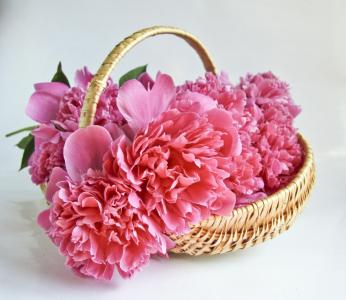 桃红色牡丹在篮子里的花束