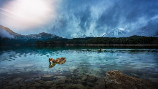 鸭子在一个高山湖泊的清澈的水中游泳