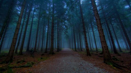 晨雾在森林里