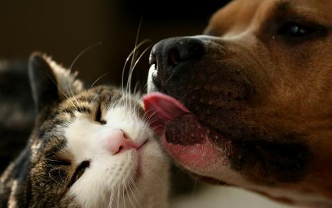 猫和狗，真正的友谊