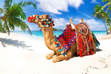 骆驼躺在热带地区美丽的蓝天下的白色沙滩上