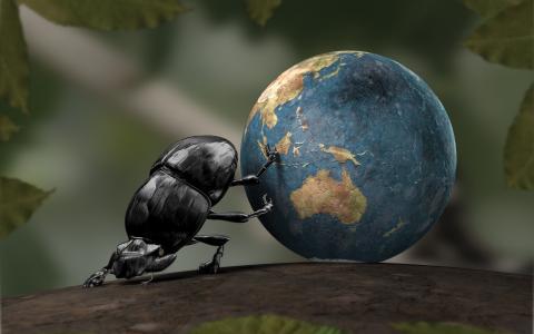 甲虫卷了全球