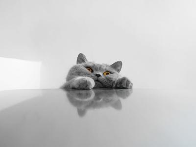 厚厚的灰色有趣的猫