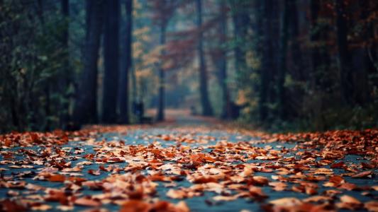 道路，叶子，在森林里的路
