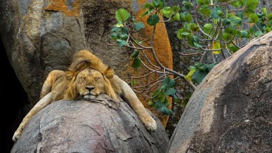 狮子睡在动物园的一块大石头上